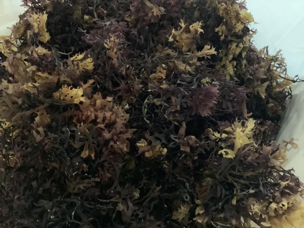 Irish Sea Moss The Irish Seaweed Company