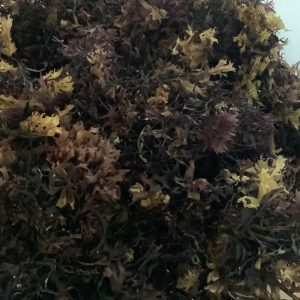 Irish Carrageen Sea Moss