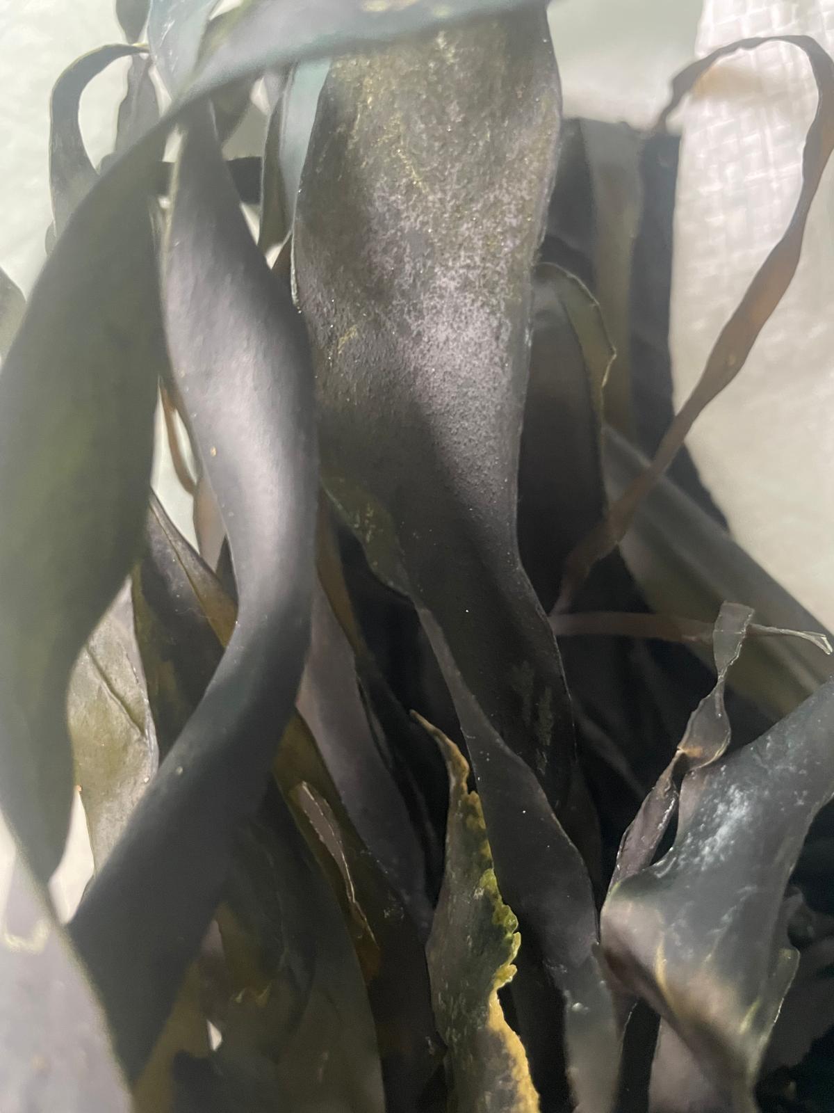 Kombu Kelp (Lamanaria Digitata) Fresh or Dried - Image 2